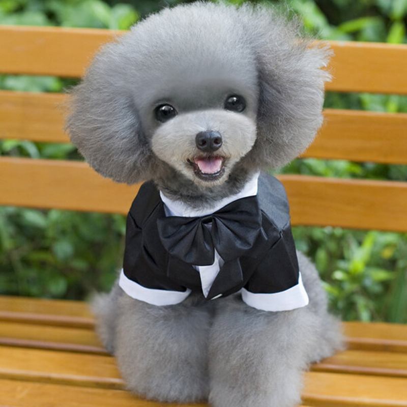 Ρούχα Για Κουτάβι Gentleman Mounted Teddy Pet Clothes Μικρή Στολή Για Σκύλο Μπλουζάκια Για Κατοικίδια